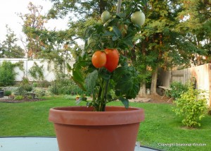 Window box roma tomatoes are unusual vegetables for small gardens. 