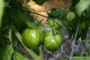 Tomato tips to help you grow the Green Zebra tomatoes shown here