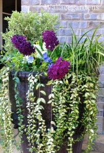 Pretty container garden design with variegated boxwood, Acorus grass, Vinca 'Illumination' and Hyacinth 'Woodstock'