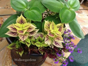 Container garden design with coleus, Tibouchina grandiflora 