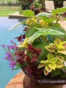 Gorgeous container garden design sits poolside in Atlanta.