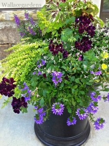 Container garden design with  purple Angelonia, Coleus 'Mosaic', Euphorbia 'Diamond Frost', Calibrachoa 'Superbells Yellow', Scaevola 'New Wonder', Geranium 'Contessa Purple' (Black Magic) and Lonicera.