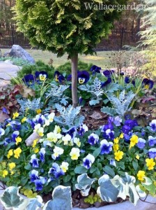 Pansies fill this container garden design