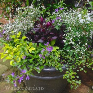 stunning container garden design with foliage and flowers