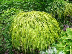 Japanese Forest Grass