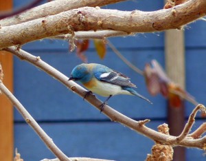 1-lazuli bunting