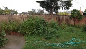 Before photo of vegetable garden