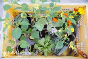 Plants for vegetable garden