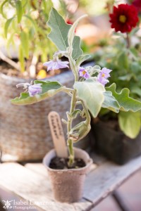 Eggplant in vegetable garden