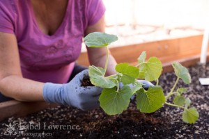 Woman plants squash in vegetable garden