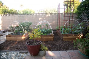 Thriving vegetable garden in summer