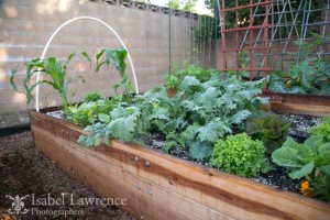 kale, lettuce and corn grows in vegetable garden