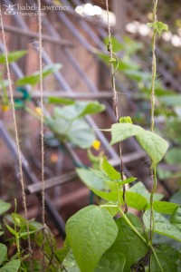 Beans in vegetable garden