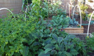 Post image for Vegetable Garden Tips for Healthy Foods