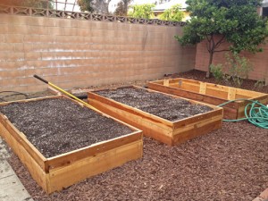 Raised beds in vegetable garden