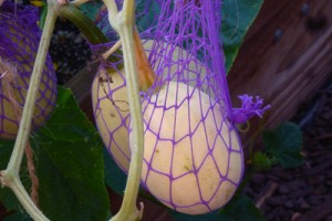 Spaghetti squash in fishnet tights