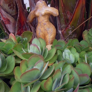 Female statue by succulents and birds of paradise in water-wise garden