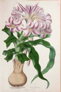 Botanical print from Flora Illustrata