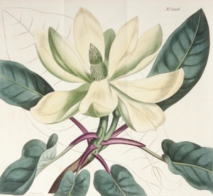 Magnolia from Flora Illustrata