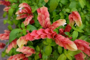 Shrimp plant has pretty foliage in this water-wise garden