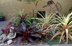 Variegated pineapples and bromeliads in water-wise garden