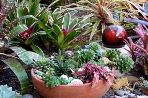 Container with succulents near bromeliads in water-wise garden