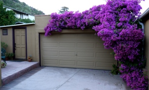 Bougainvillea on garage in water-wise garden