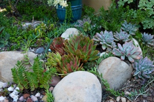 Succulents used in water-wise garden in Santa Barbara