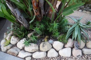 Stones and succulents in this water-wise garden