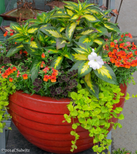 Cheerful container with flowers and fine foliage