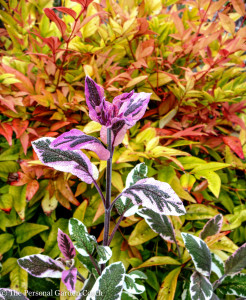 Nandina 'Gulf Stream' and tricolor sage have fine foliage