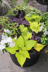 Fine foliage in lime green and brown