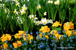 spring bulbs create beauty in garden