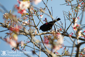 A bird sits in a flowering spring tree