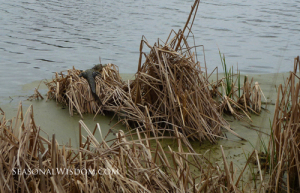 Alligator at Middleton Place Charleston SC