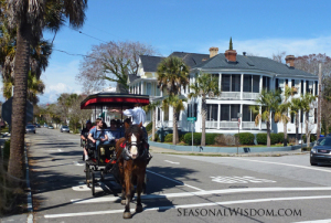 A buggy ride in Charleston, down the road from Middleton Place