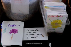 Calendula seeds for a seed swap