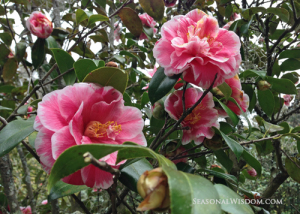 Pink camillia at Middleton Place Charleston SC