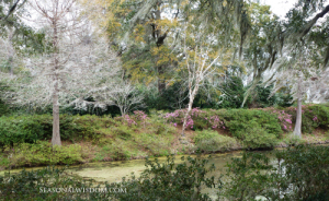 Azalias at Middleton Place in Charleston SC