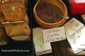 cilantro seeds for a seed swap
