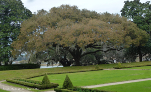 Old tree and orderly garden at Middleton Place Charleston SC