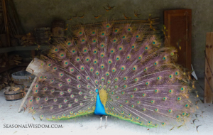 Peacock at Middleton Place Charleston SC