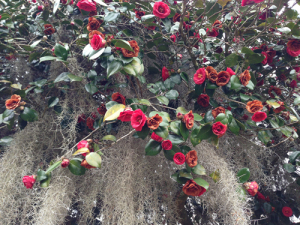 Red camillias and spanish moss at Middleton Place near Charleston SC