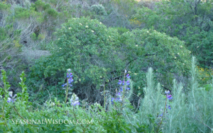 Sambucus mexicana and lupine at Ventura Botanical Garden