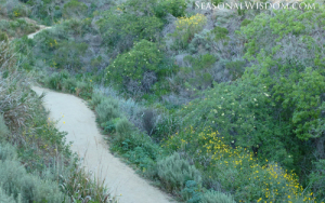 Pathway through Ventura Botanical Gardens with elder and lupines