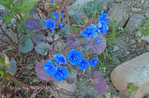 Phacelia campanularia at Ventura Botanical Gardens