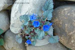 Phacelia campanularia grows at Ventura Botanical Gardens