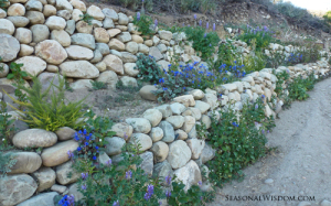 Chilean gardens at Ventura Botanical Gardens