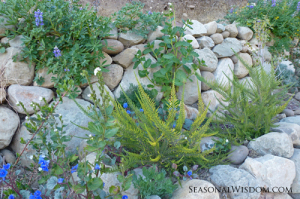 Fabiana imbricate and wildflowers at Ventura Botanical Gardens