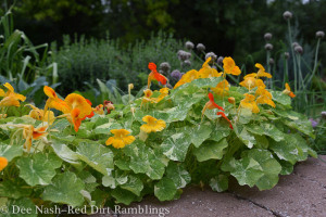 Nasurtiums from The 20-30 Something Garden Guide